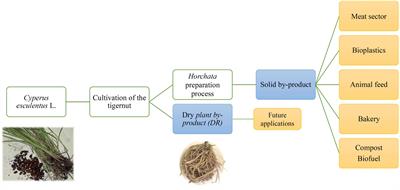 Chemical Composition and Bioactive Antioxidants Obtained by Microwave-Assisted Extraction of Cyperus esculentus L. By-products: A Valorization Approach